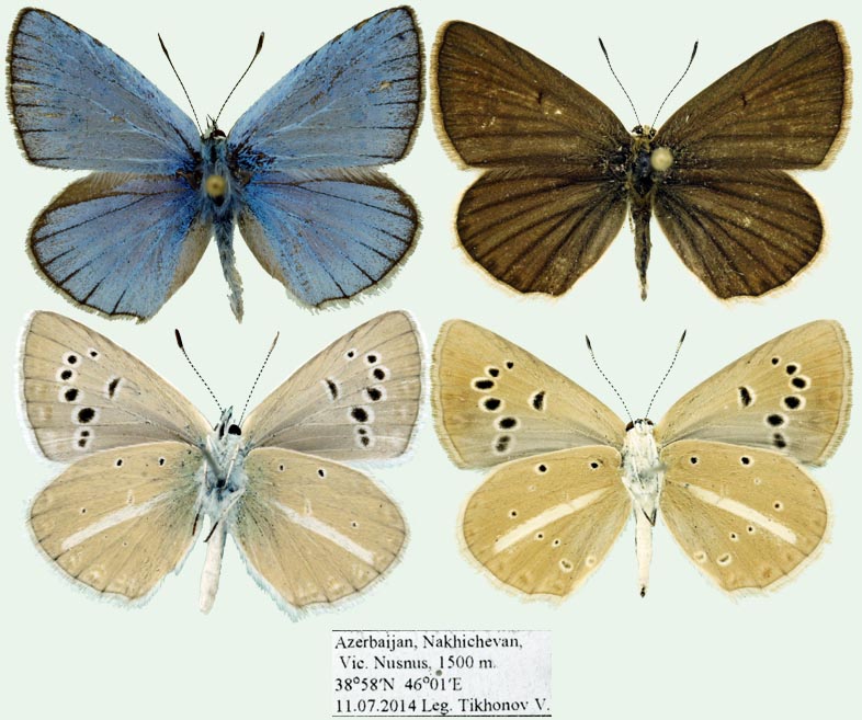 Polyommatus damonides